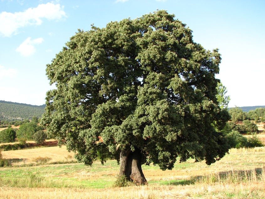 Carrasca